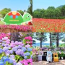 자라섬 주차장 | 경기도 가평 가볼만한곳 자라섬 남도 꽃정원 입장료 6월 꽃축제 후기