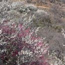 매화영농조합법인 이미지