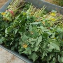 푸른솔 농장 이미지