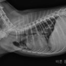 바론켄넬 이미지