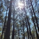 목상동 솔밭길 이미지