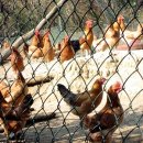 마당오리 이미지