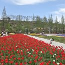 6374 | 아산 피나클랜드 백만송이 튤립 후기 입장료 할인 꿀팁