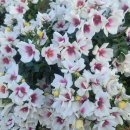 교전모터스 이미지