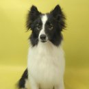 포즈티브 이미지