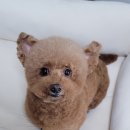 멍뭉이 미용 했어요 이미지
