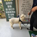 💜🐑[펫체험] 면양을 만났어요🐑💜 이미지