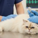 천지동물병원 이미지