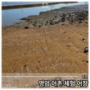 영암 어촌계 체험 어장, 색다른 서해 갯벌 여행