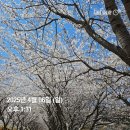 여수 벚꽃 명소 추천 승월마을 벚꽃터널 개화 상황 후기
