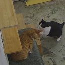 운정 숲 고양이호텔 이미지