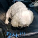 짱아