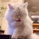 껌딱지펫 이미지