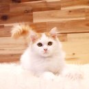 베베캣 고양이 이미지