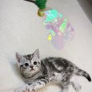 미오미오 고양이분양 이미지