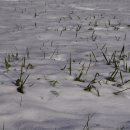 하얀 눈밭에 이미지