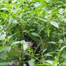 SK대성충전소 이미지