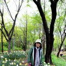 아름다운 튤립 양귀비축제 서울숲 이미지