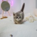 대구고양이분양 나비캣 이미지