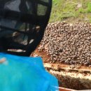 대월 양봉 이미지