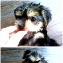 강아지사랑 이미지