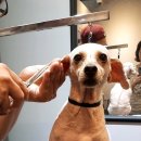 폼나고폼나개 이미지