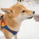 댕구상점 | 강아지 수제간식 댕구상점 안산반려동물수제간식 애견용품 전문점 방문후기 강아지 맥주 소주 가격