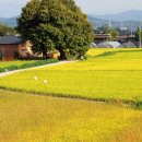 고향풍년 이미지