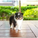 컴투펫 강아지분양 고양이분양 인천본점 이미지