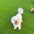 퍼피댕글 이미지