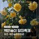 도당초등학교 | 서울 근교 장미축제 추천 : 부천 백만송이장미원 (faet 주차장)