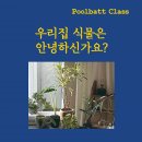 초보식물 집사들을 위한 홈가드닝 | 남양주 홈가드닝 수업 가드닝원데이클래스로 집에서 식물기르기