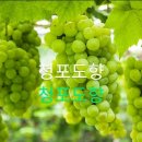 바글바글(BAGL BAGL)