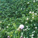 함평천지길 이미지