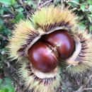 대보농장 이미지