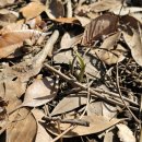 오나민박 이미지