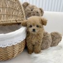 부산강아지분양 마이뭉 24시 이미지