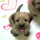 아기강아지 이미지