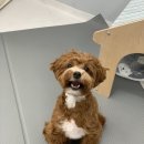 새롬애견 이미지