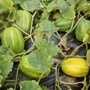 운심농장 이미지