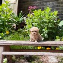 착한애견분양(원주점) 이미지