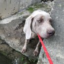 미원초엄소분교장 | 우리집 반려견 내사랑귀염둥이 도베르만똘이와 와이마라너까비 물놀이