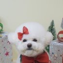 로로앤독 이미지