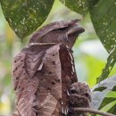 Malaysian Frogmouth and baby. 이미지