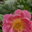 2) Royal Jubilee 로얄 쥬빌 장미 이미지