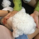 왈왈이애견카페웨스턴돔점 이미지