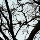 함안 영동리 회화나무 이미지