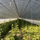 수정벌마야 이미지