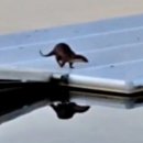 탄금호국제조정경기장 보트하우스 이미지