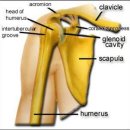 shoulder Girdle의 해부학적 구조와 근육 이미지